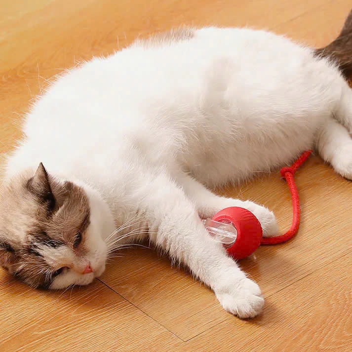Interactive Pet Rolling Toy (Durable and Fun)