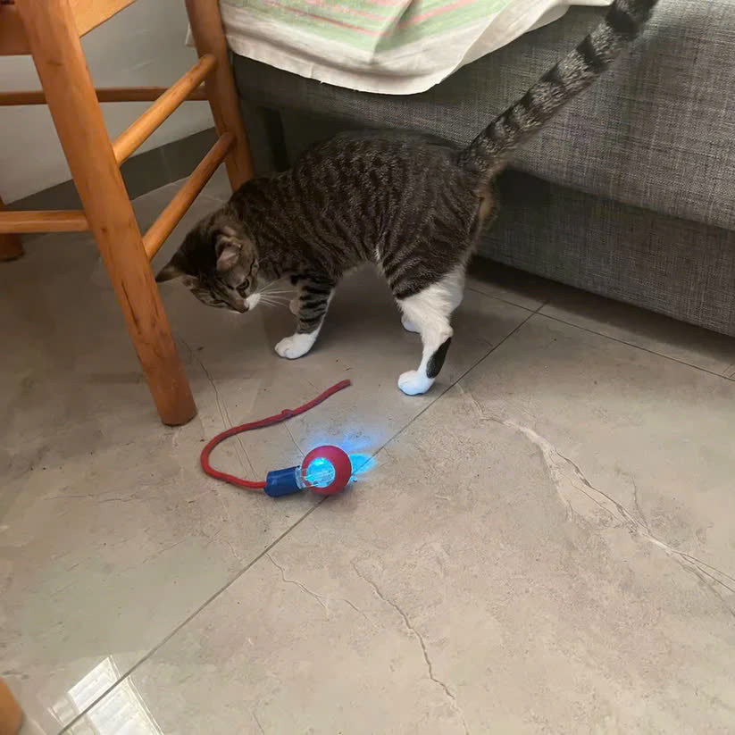 Interactive Pet Rolling Toy (Durable and Fun)