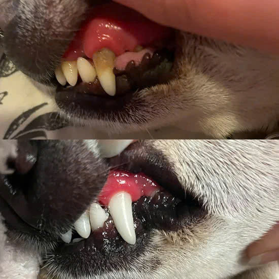 Pets Toothbrush Clean Pen