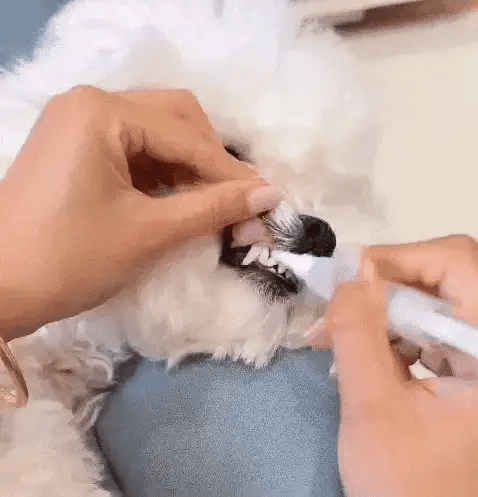 Pets Toothbrush Clean Pen