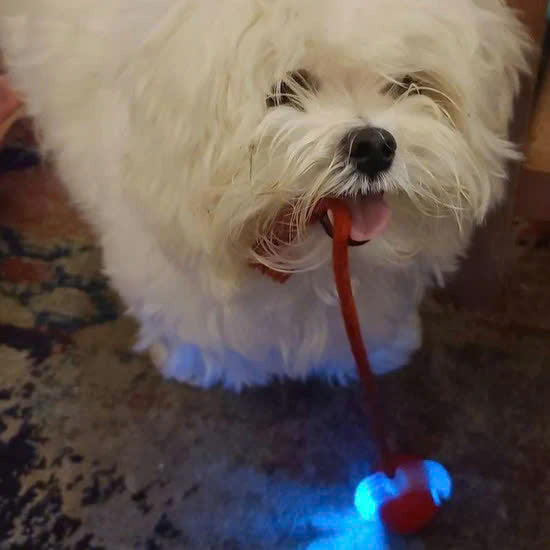 Interactive Pet Rolling Toy (Durable and Fun)