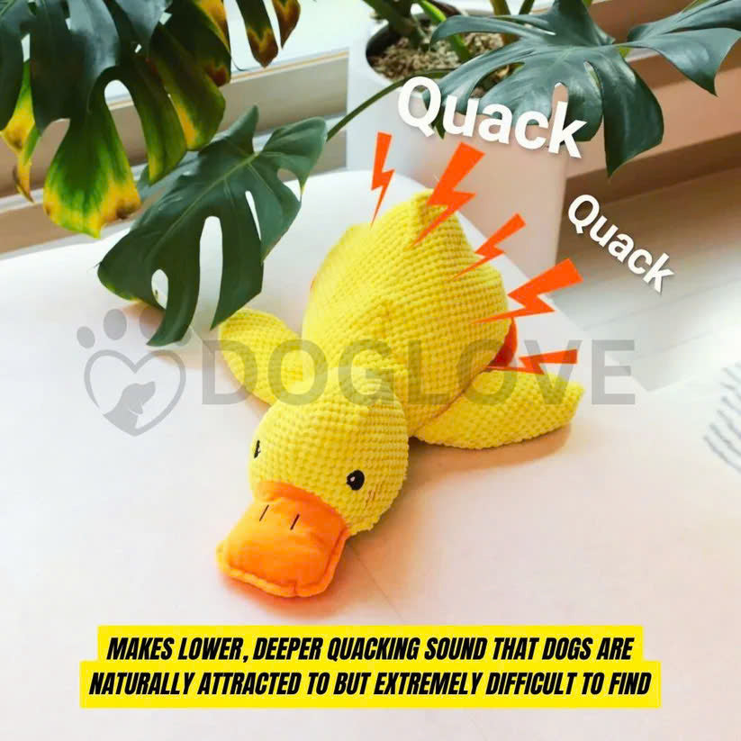 Calming Duck