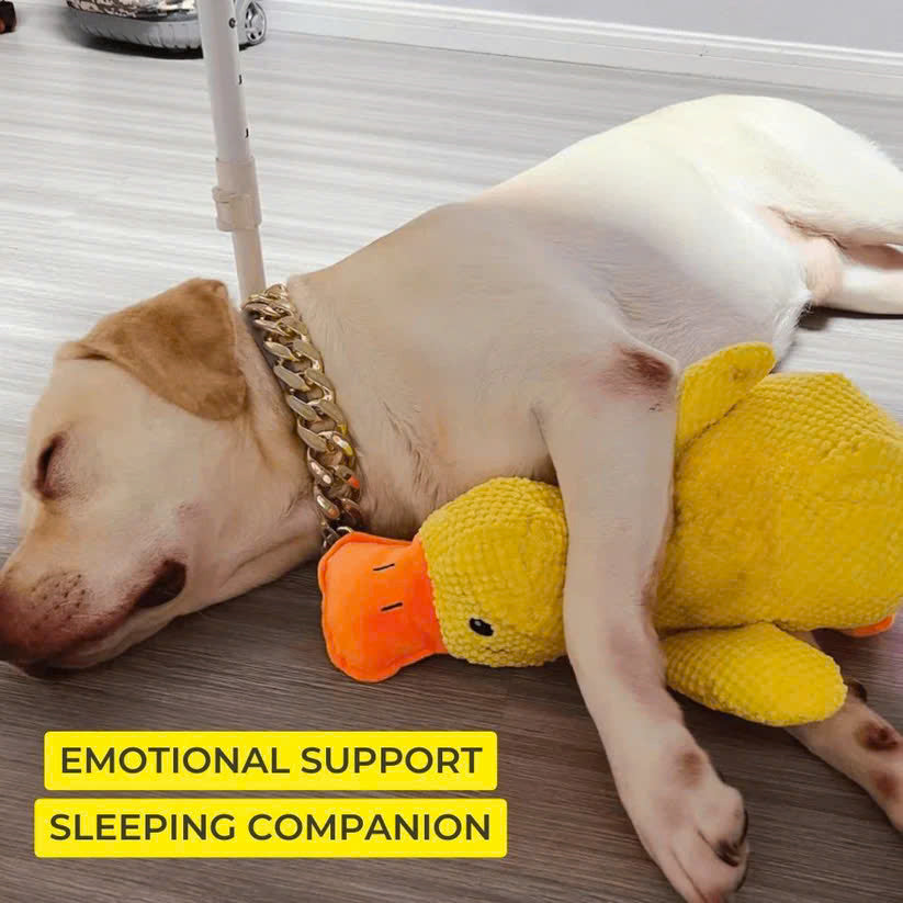 Calming Duck