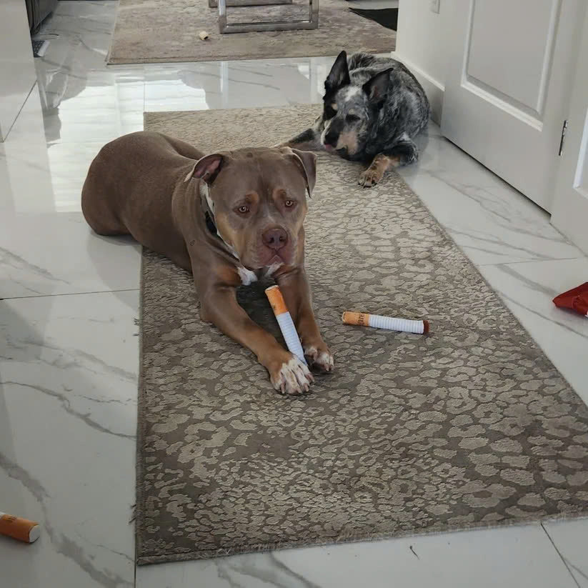 Interactive Cigarette Dog Toy