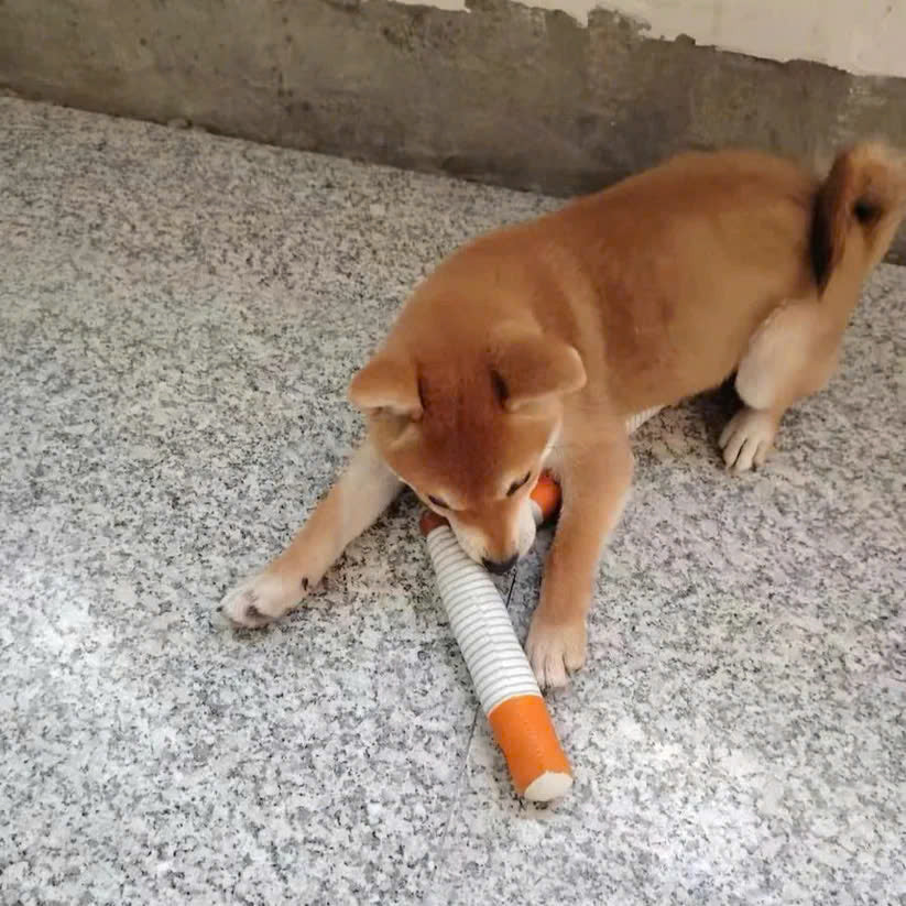 Interactive Cigarette Dog Toy