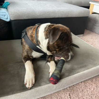 Interactive Cigar Dog Toy (Paw)