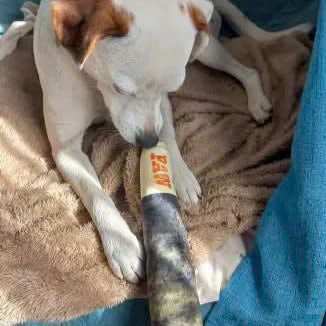 Interactive Cigar Dog Toy (Paw)