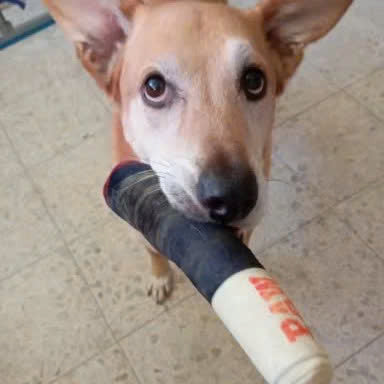 Interactive Cigar Dog Toy (Paw)