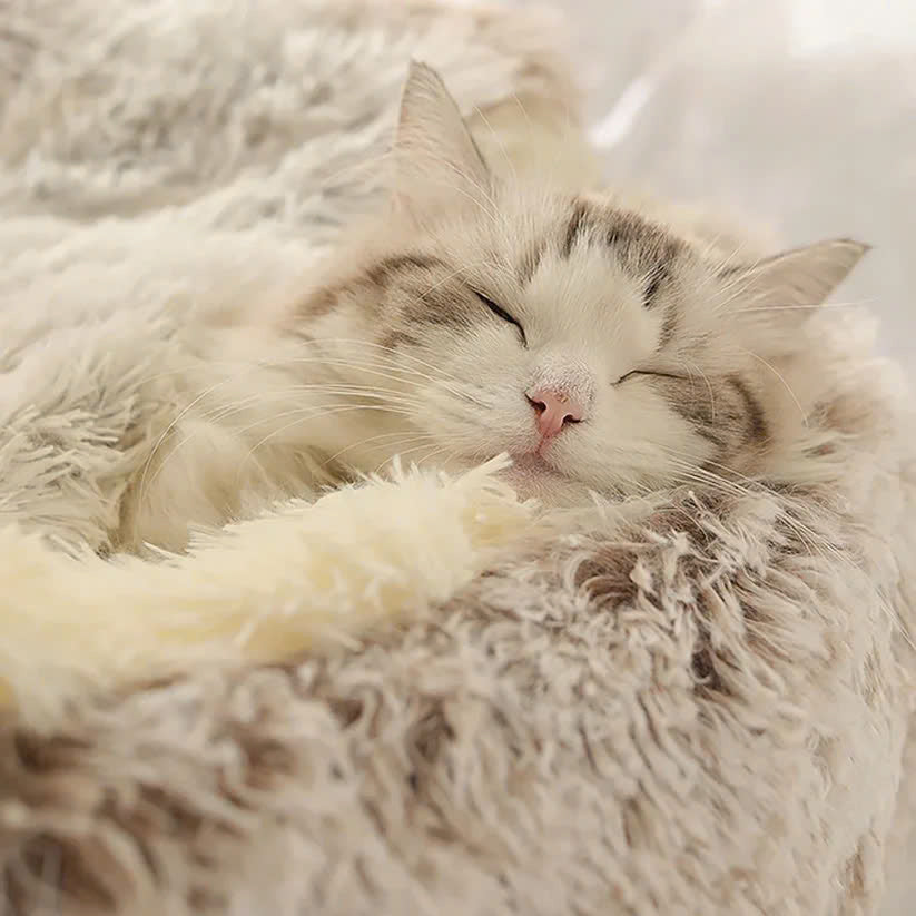 Cozy Cave Pet